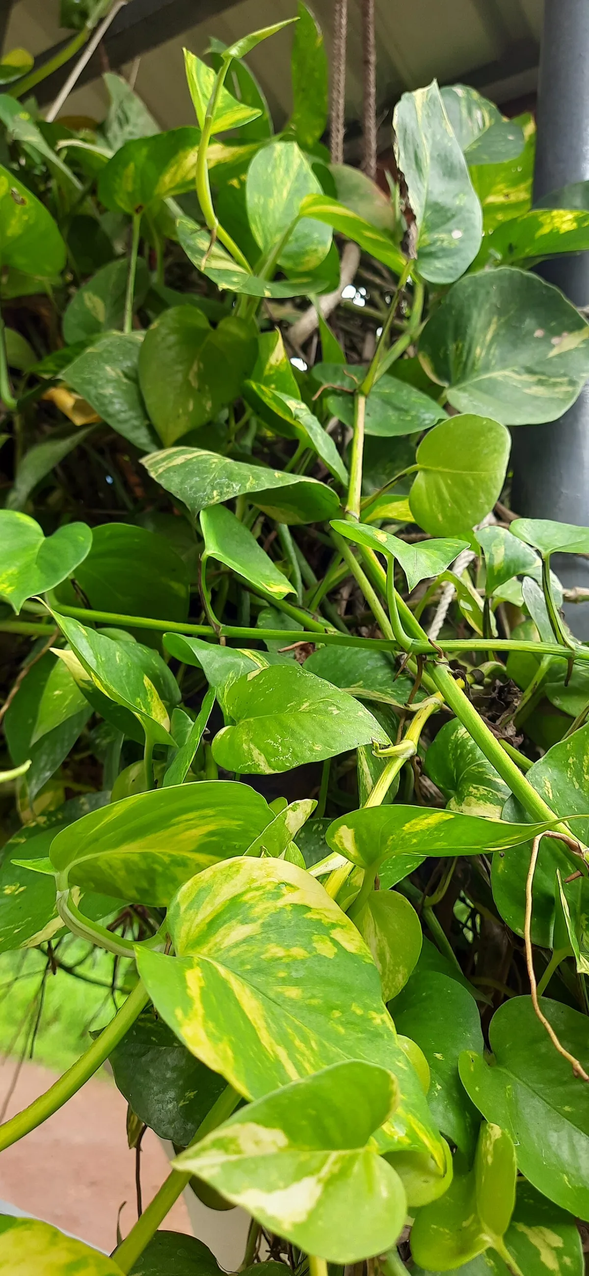 Groen aan de muur: hangplanten, mos en wat er echt overleeft